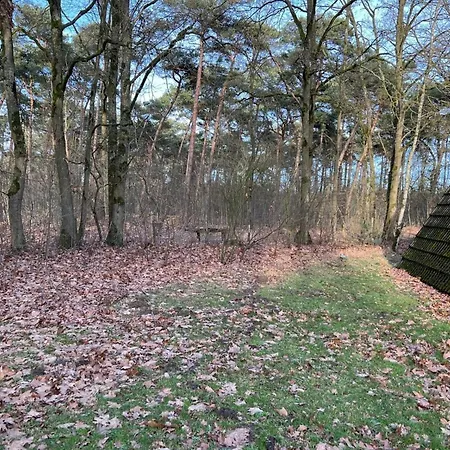 Lovely In Limburg Amid Lush Forest